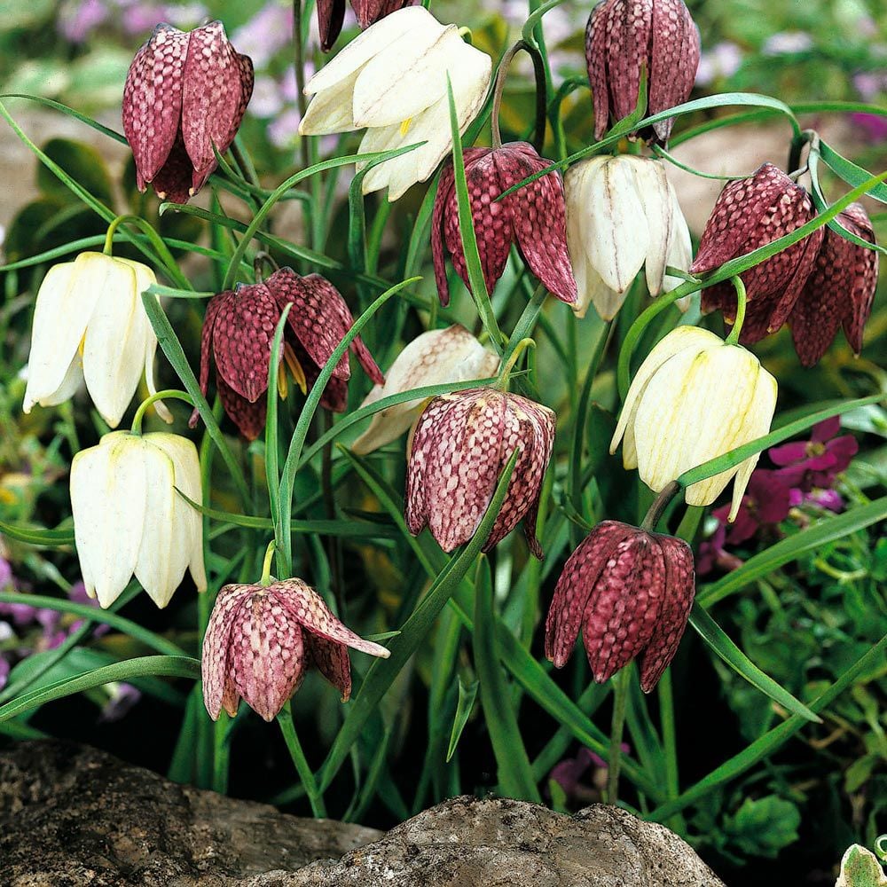 Fritillaria meleagris Mix