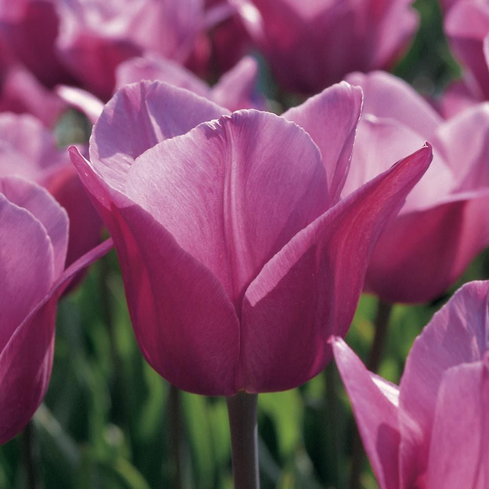 Tulip 'Violet Beauty'