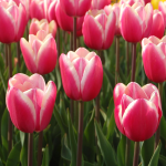  Tulip 'Jumbo Beauty'