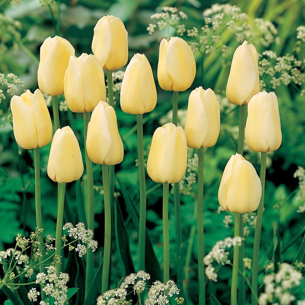 Tulip City of Vancouver White Flower Farm