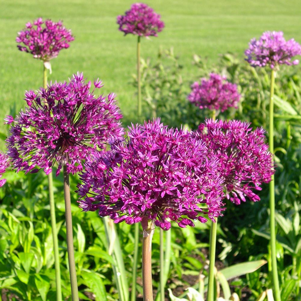 Allium 'Purple Sensation' | White Flower Farm