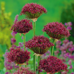  Allium atropurpureum