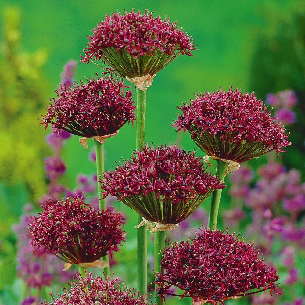 Allium atropurpureum