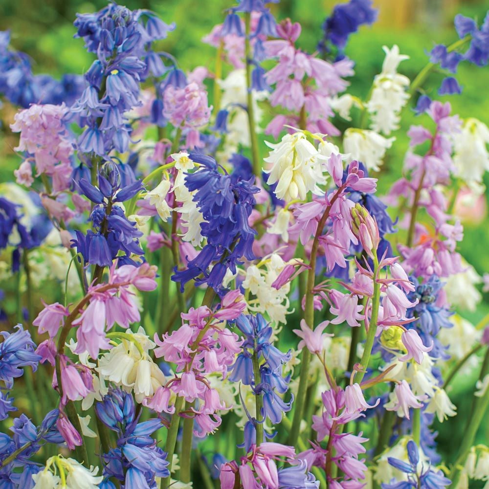 Spanish Bluebells Mixture White Flower Farm