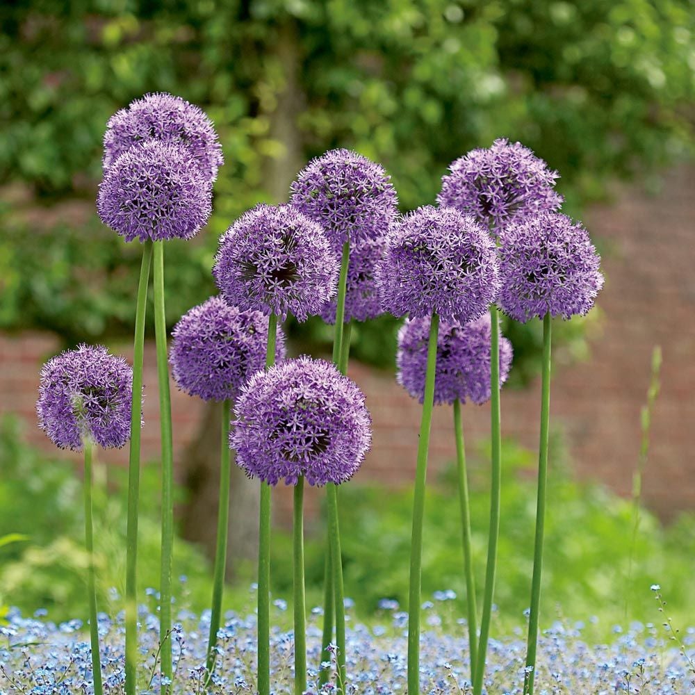 Allium 'Gladiator'