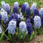  Blue Hyacinth Mix