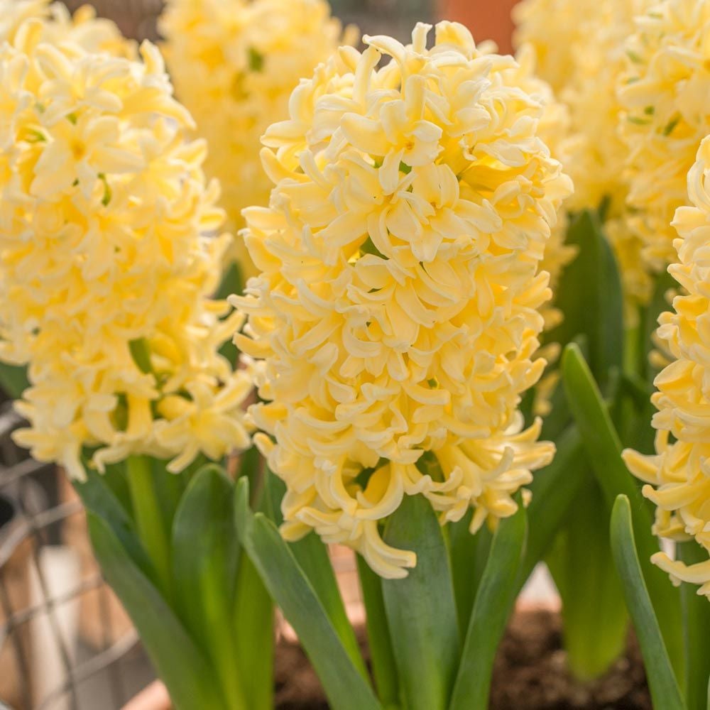 Hyacinthus orientalis 'Yellowstone'