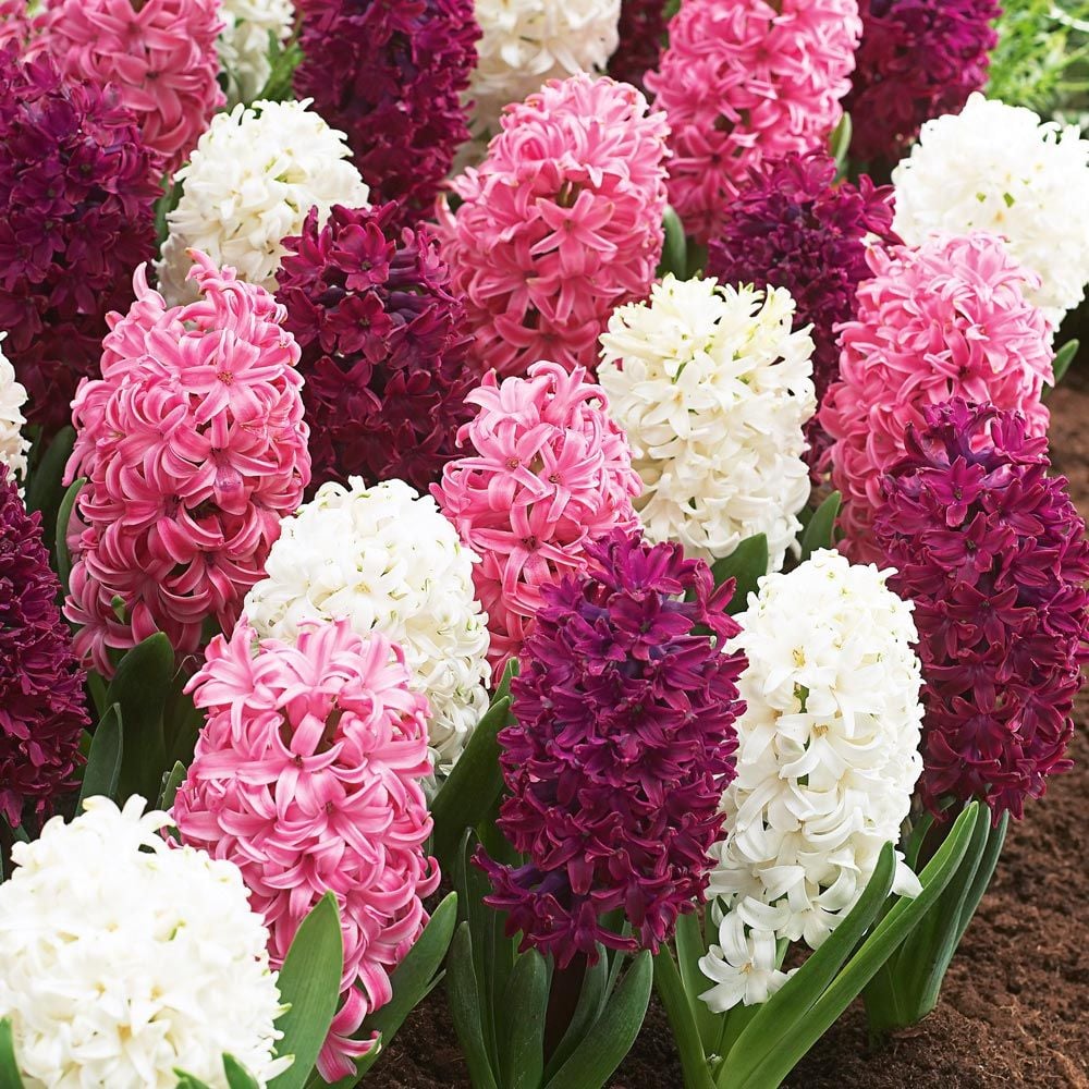 Rubies and Pearls Hyacinth Mix