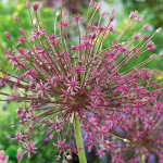  Allium schubertii