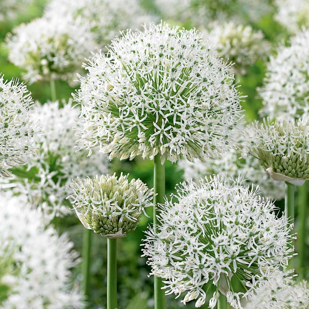 Allium stipitatum 'White Giant'