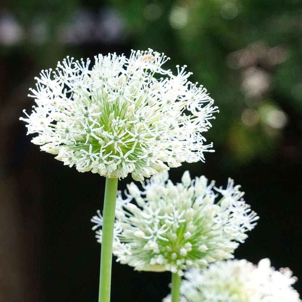 Allium stipitatum 'White Giant' White Flower Farm