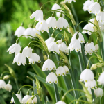  Leucojum aestivum 'Gravetye Giant'