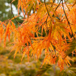  Acer palmatum dissectum 'Waterfall'