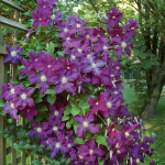  Clematis 'Etoile Violette'