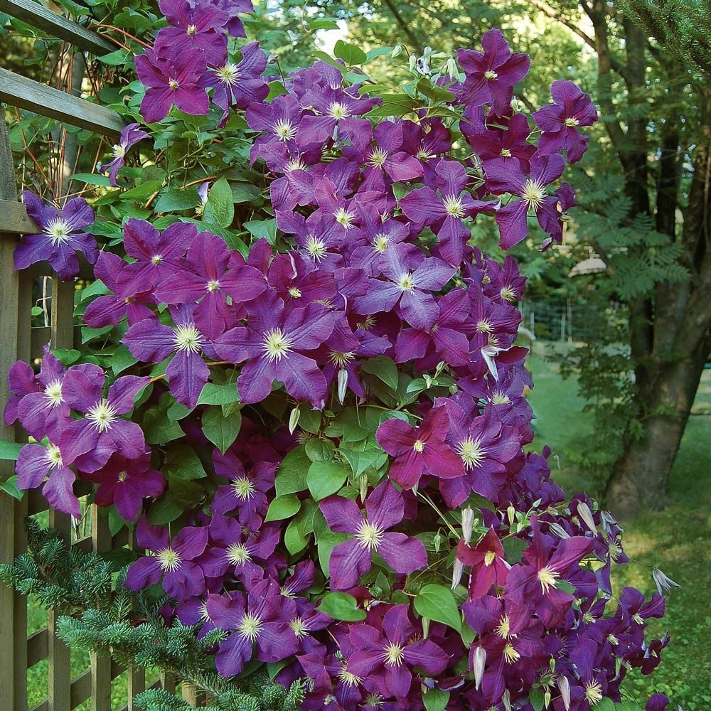 Clematis 'Etoile Violette'