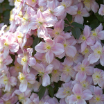  Clematis montana 'Mayleen'