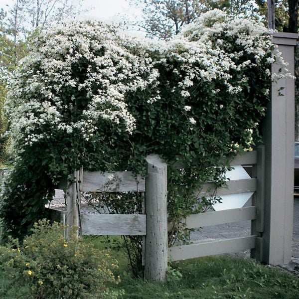 Clematis paniculata White Flower Farm