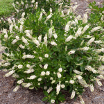  Clethra alnifolia Vanilla Spice®