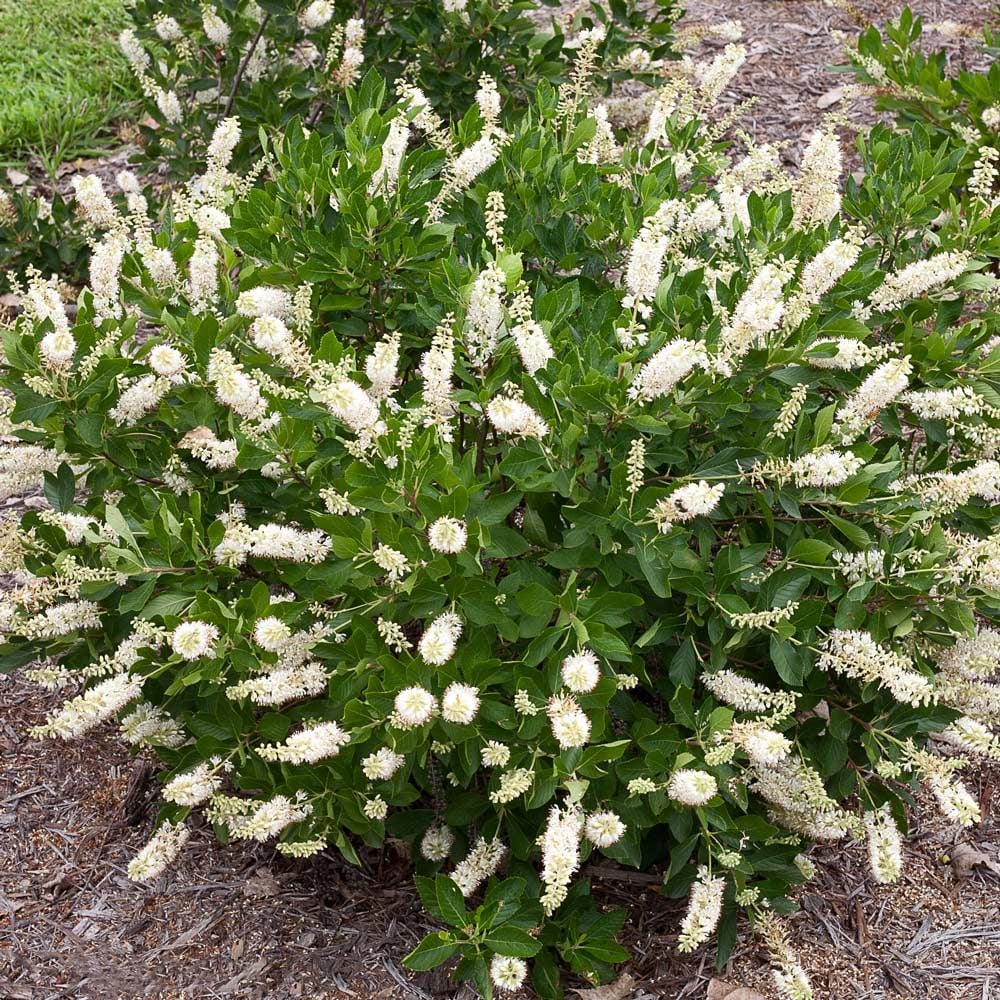 Clethra alnifolia Vanilla Spice®