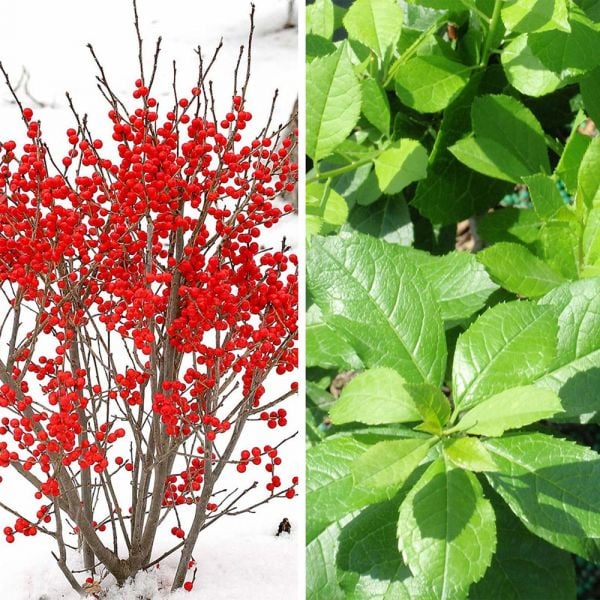 Compact Winterberry Duo White Flower Farm