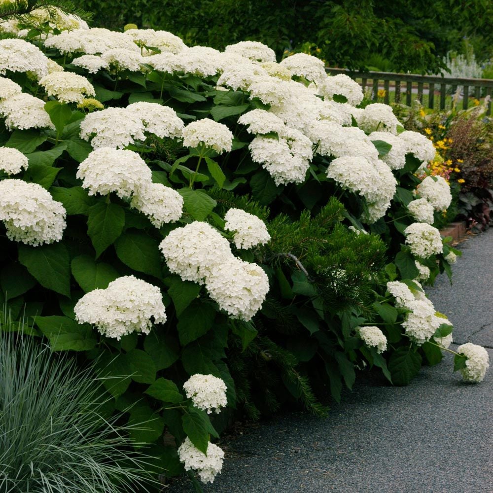 Image of Hydrangea arborescens white flower