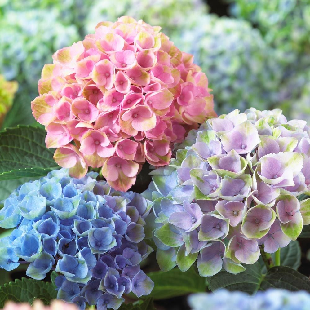 Preserved Hydrangeas Autumn Fall Colors Dried Hydrangea Orange