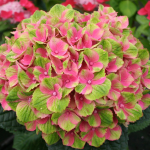  Hydrangea macrophylla Everlasting® Amethyst