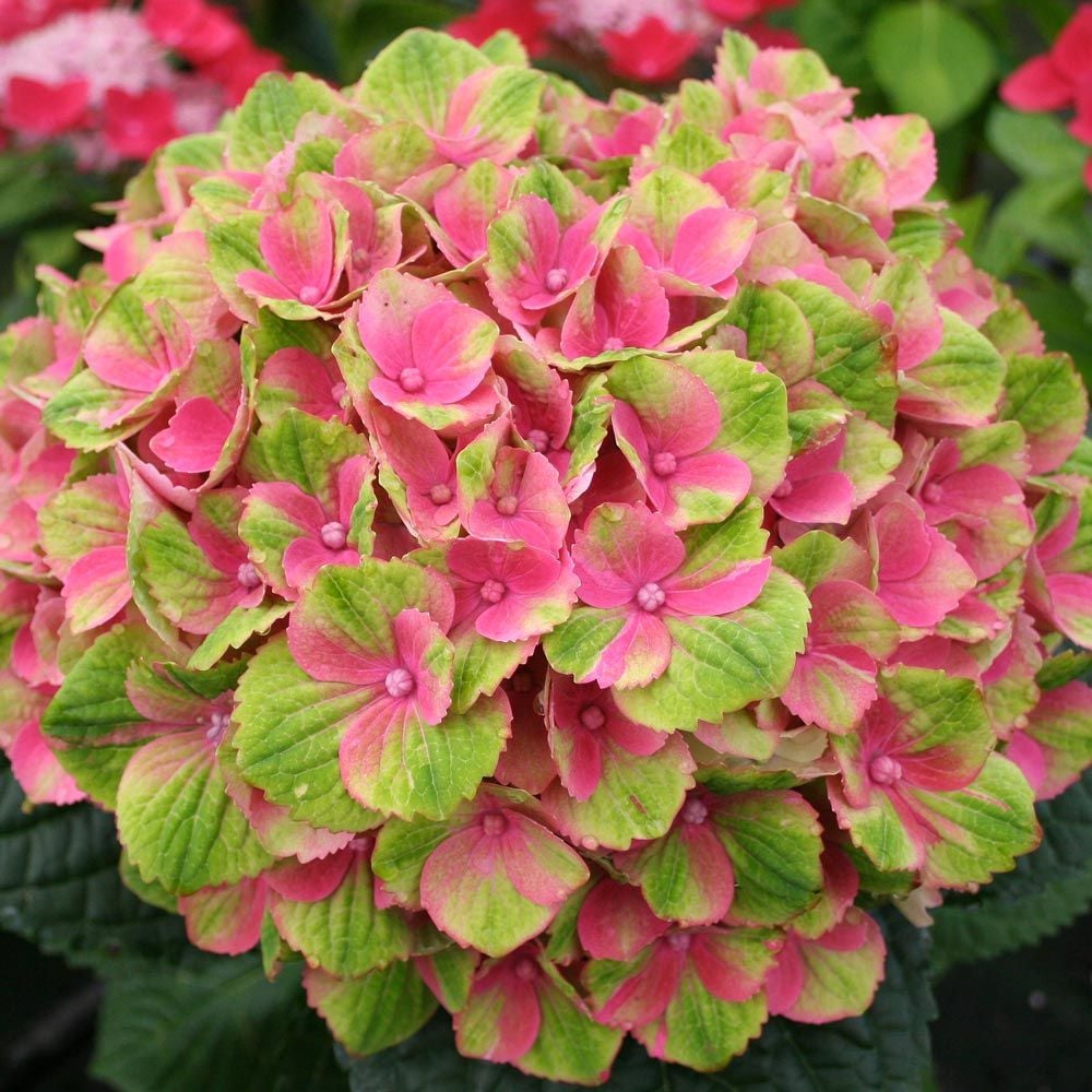 Image of Single Everlasting Amethyst Hydrangea in pot