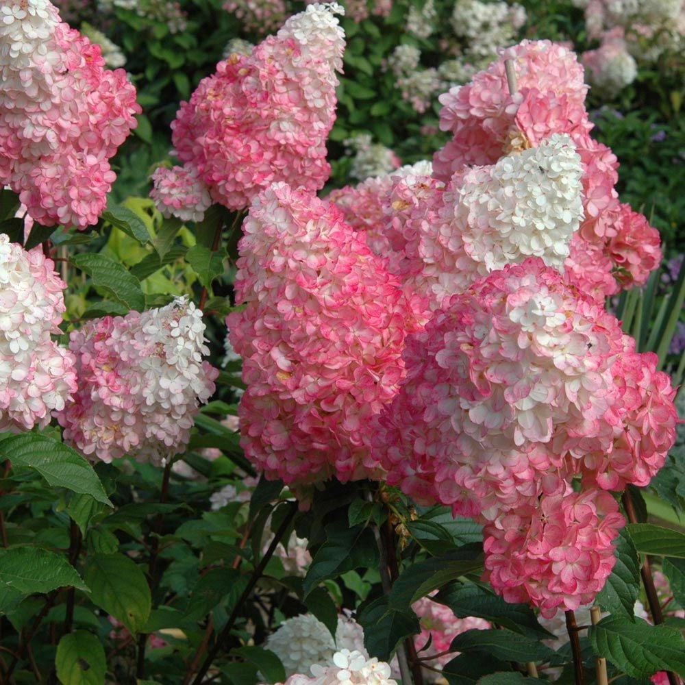 Hydrangea Paniculata Vanilla Strawberry White Flower Farm