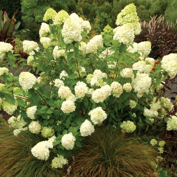 Hydrangea paniculata 'Limelight' White Flower Farm