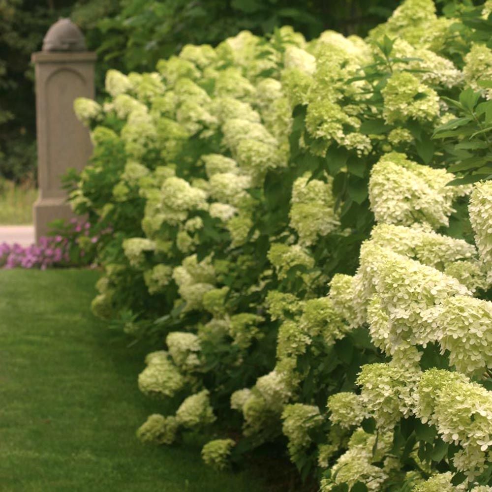 Hydrangea paniculata 'Limelight'