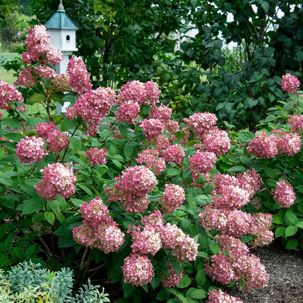 Hydrangea paniculata Fire Light®