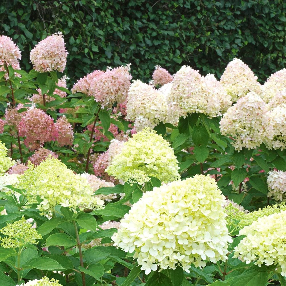 Hydrangea paniculata Little Lime® - 1 gallon pot