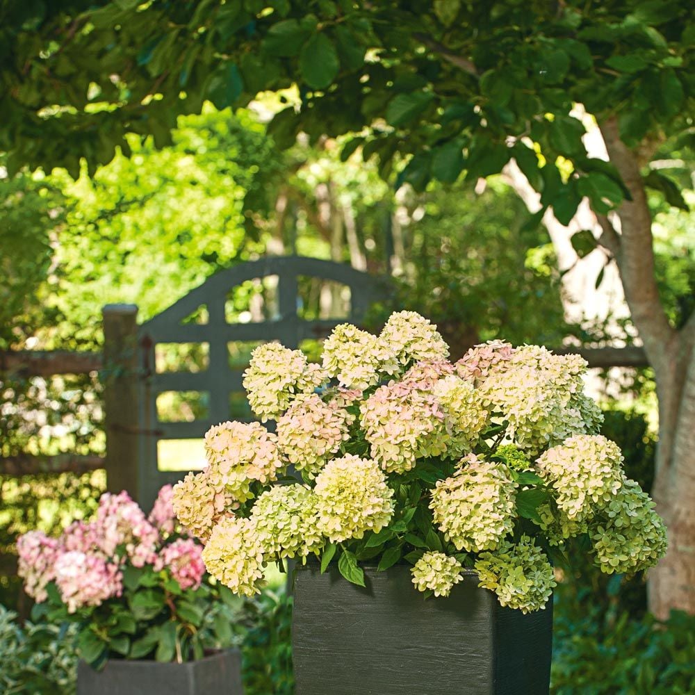 Hydrangea paniculata Little Lime® - 2 gallon pot