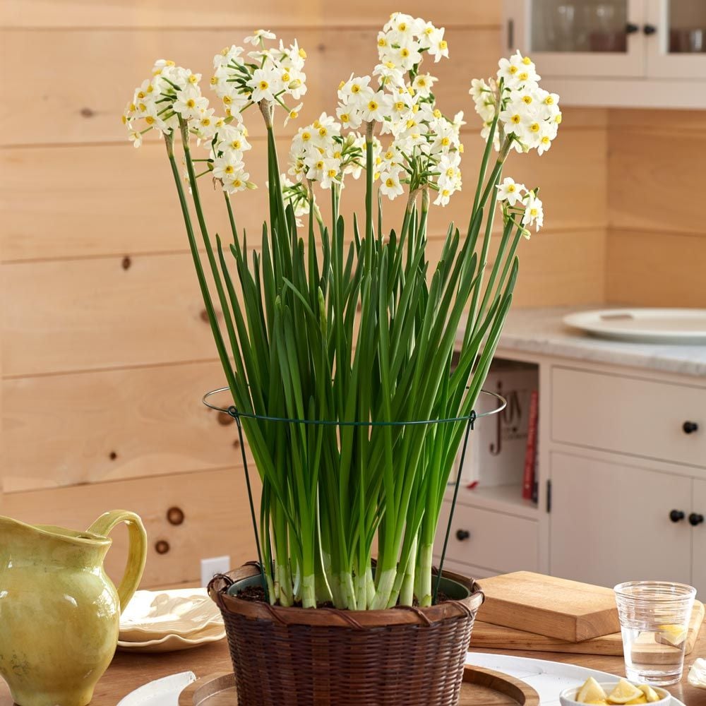 Paperwhite 'Wintersun' Kit with woven basket