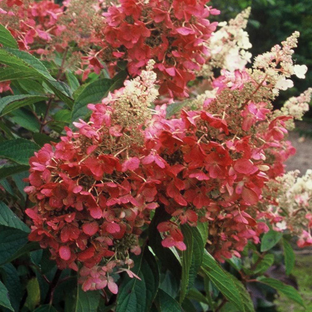 Hydrangea paniculata Pinky Winky - Thumbnail 4