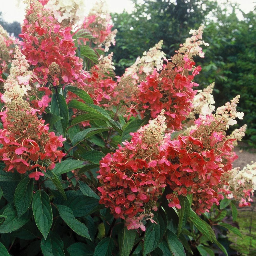 Hydrangea paniculata Pinky Winky