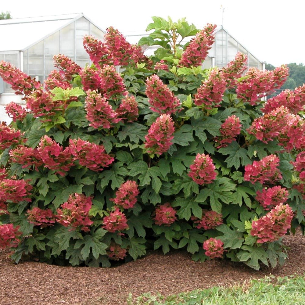 Hydrangea quercifolia 'Ruby Slippers'