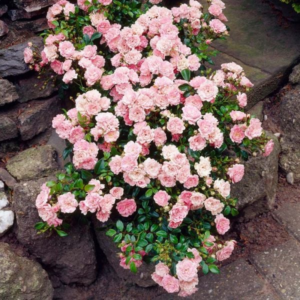 Rose The Fairy White Flower Farm