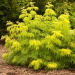  Sambucus racemosa Lemony Lace®