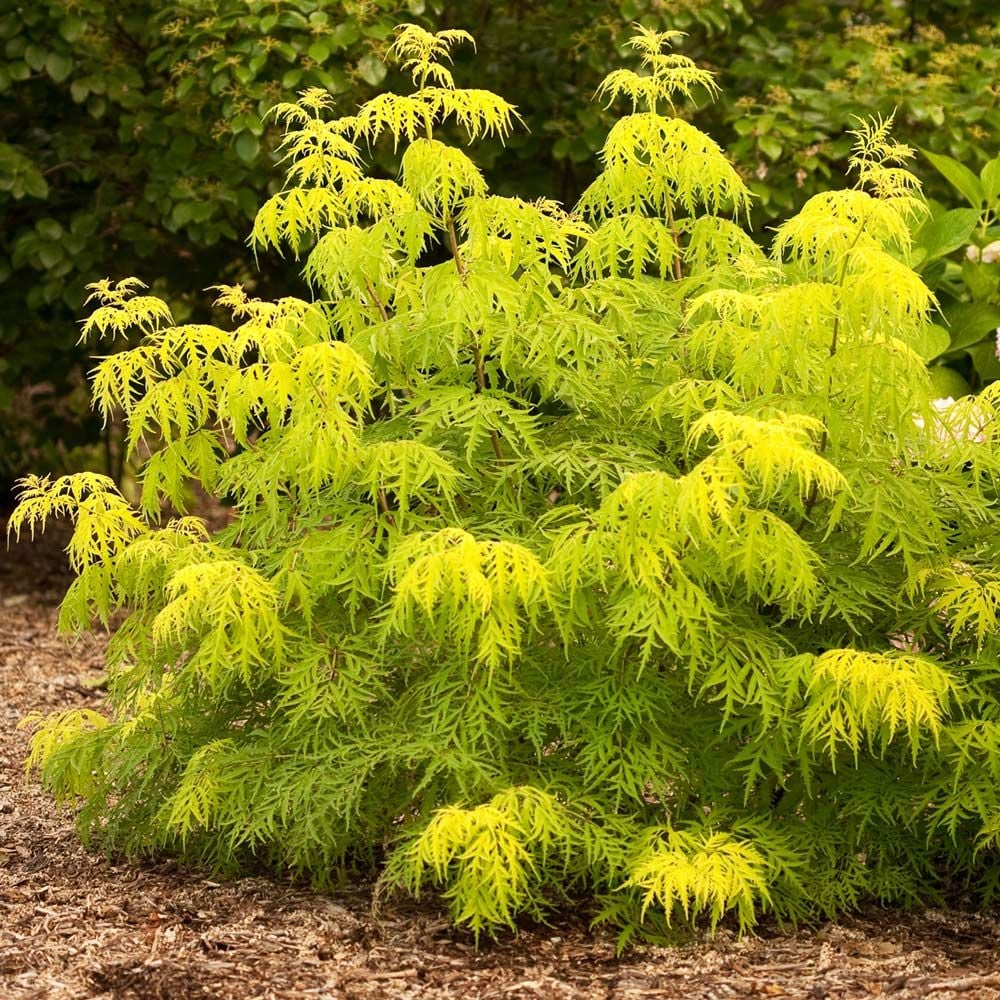 Sambucus racemosa Lemony Lace®