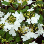  Viburnum plicatum 'Summer Snowflake'