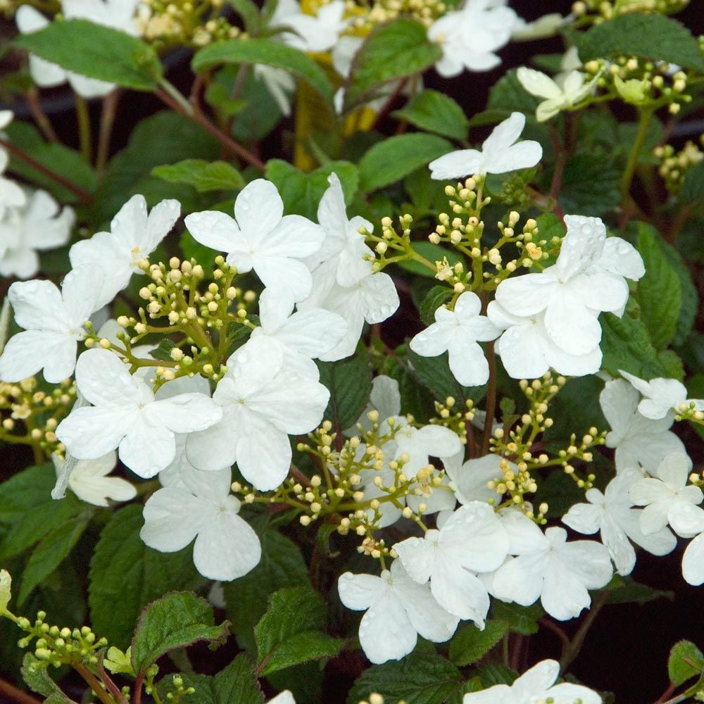 Viburnum plicatum 'Summer Snowflake'