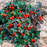  Gaultheria procumbens