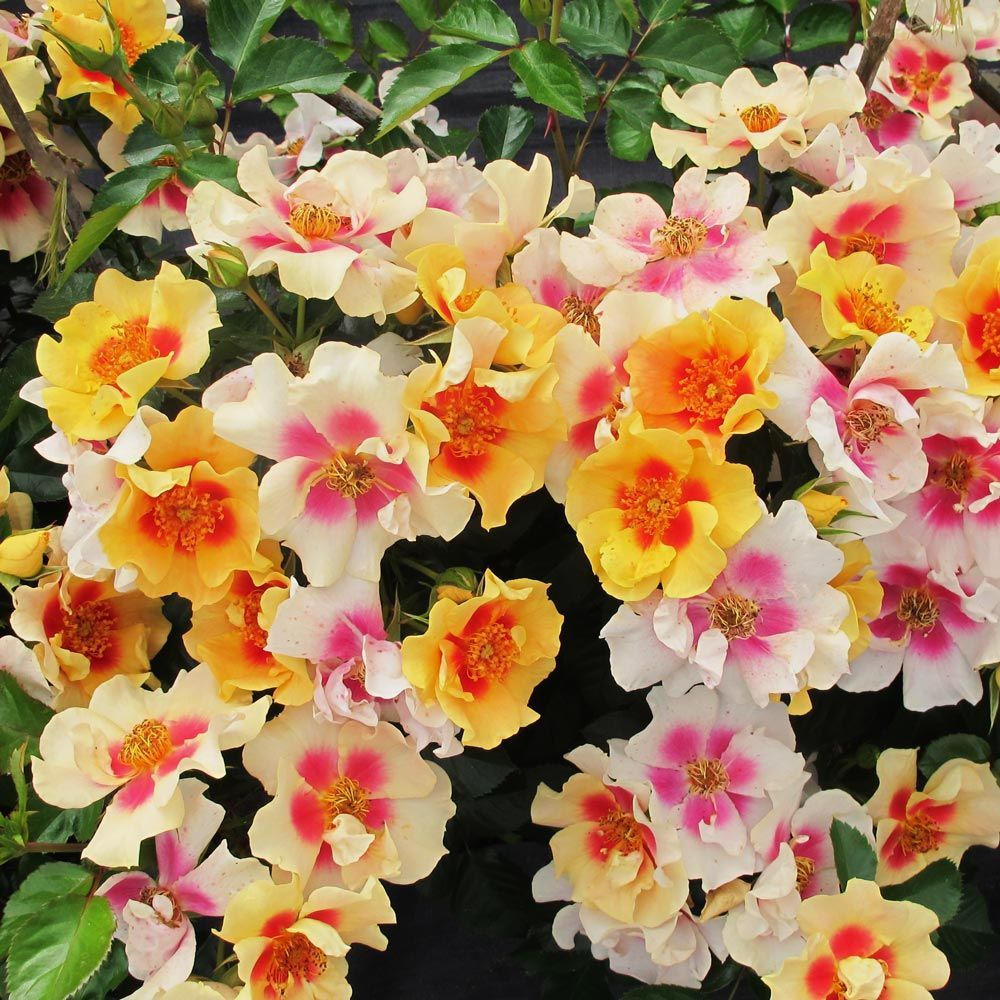 New Rose Varieties White Flower Farm