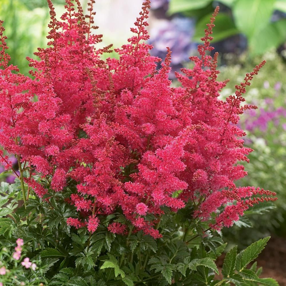 Astilbe Younique Carmine White Flower Farm