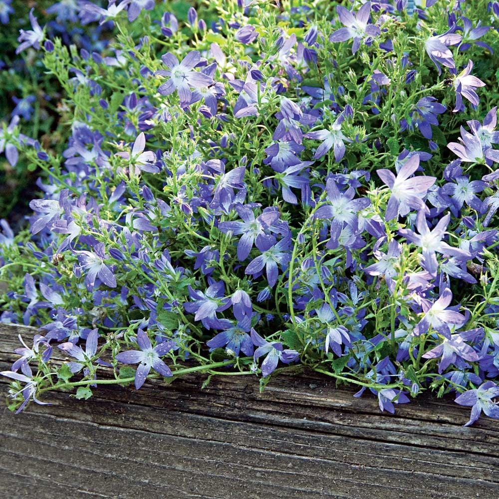 Bellflower Blue Flower Seeds campanula Carpatica Blue 