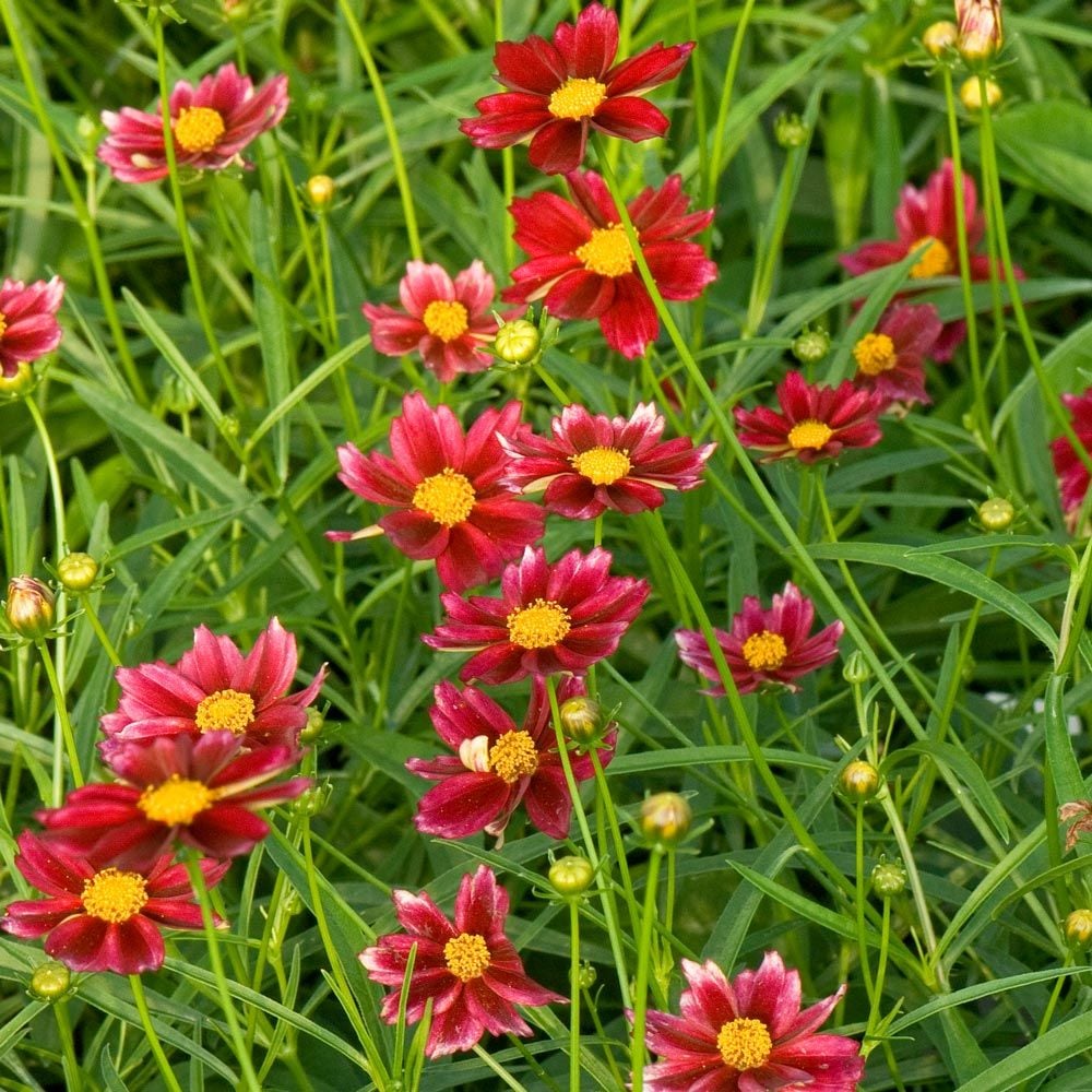 Coreopsis Big Bang™ 'Mercury Rising'