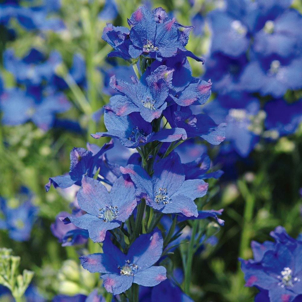 Delphinium chinensis 'Diamonds Blue'