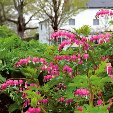  Dicentra spectabilis